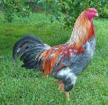 0907.jpg (200264 Byte)