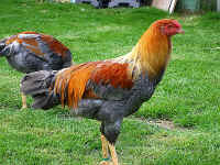 0923.jpg (238263 Byte)