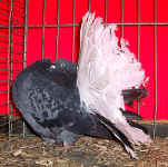 097968.jpg (122328 Byte)
