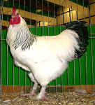 098095.jpg (118995 Byte)