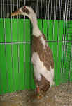 098267.jpg (87700 Byte)