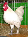 098352.jpg (98130 Byte)