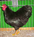098426.jpg (129413 Byte)
