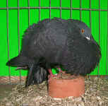 098452.jpg (128740 Byte)